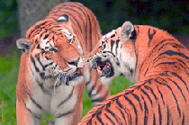 Тигры 2