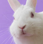 2011 год белого кролика