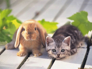 крольченок и котенок
