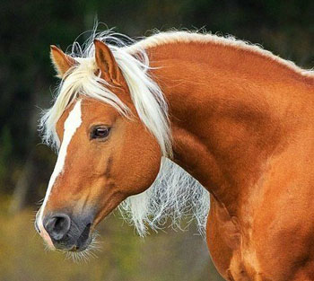 ������ 4