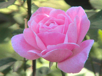 Роза 6