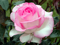 Роза 4