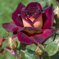 Роза 8