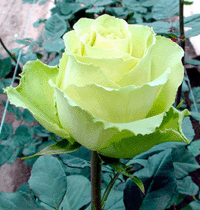 Роза 9