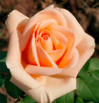 Роза 7