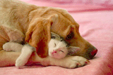 Кот и пес