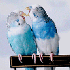 попугаи